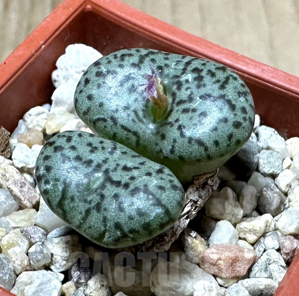 SHPR34914 Conophytum obcordellum v. ceresianum CR 1408