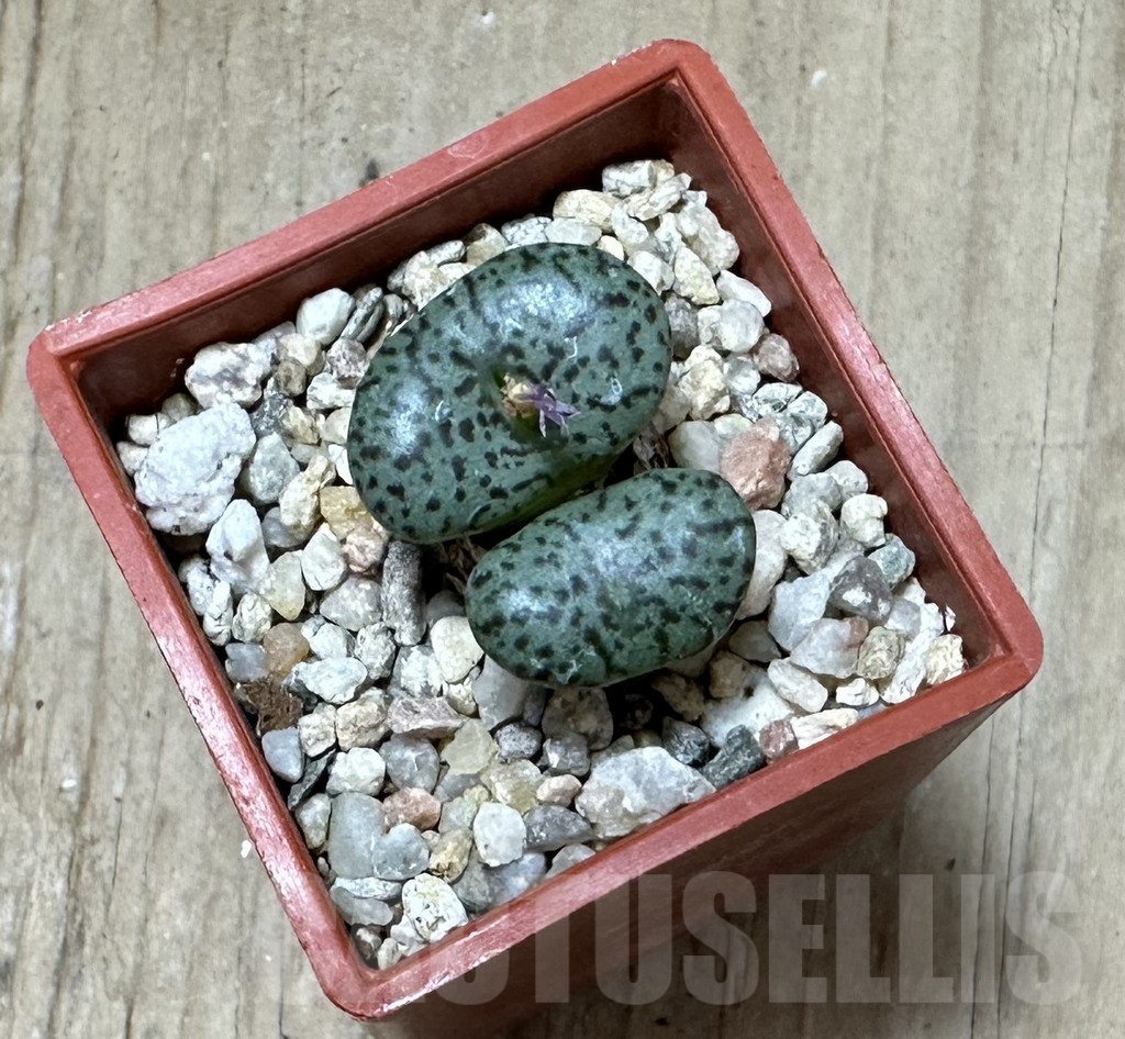 SHPR34914 Conophytum obcordellum v. ceresianum CR 1408 - Image 3