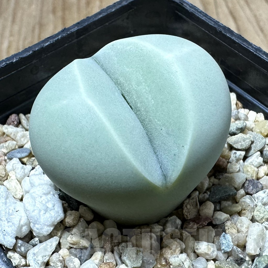 SHPR34915 Dinteranthus wilmotianus ‘Kermit’