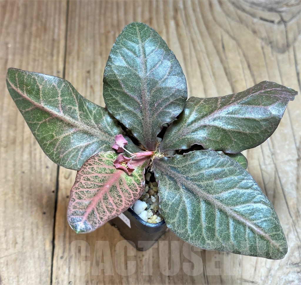 SHPR34116 Euphorbia francoisii hybrid