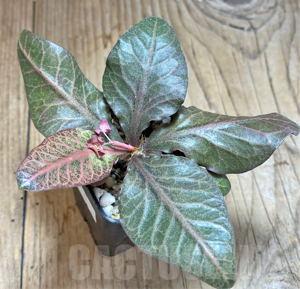 SHPR34116 Euphorbia francoisii hybrid - Image 2