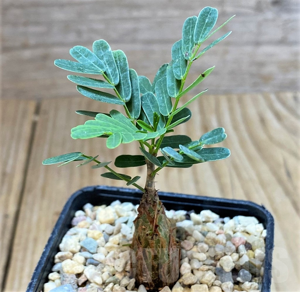 SHPR34138 Senna meridionalis