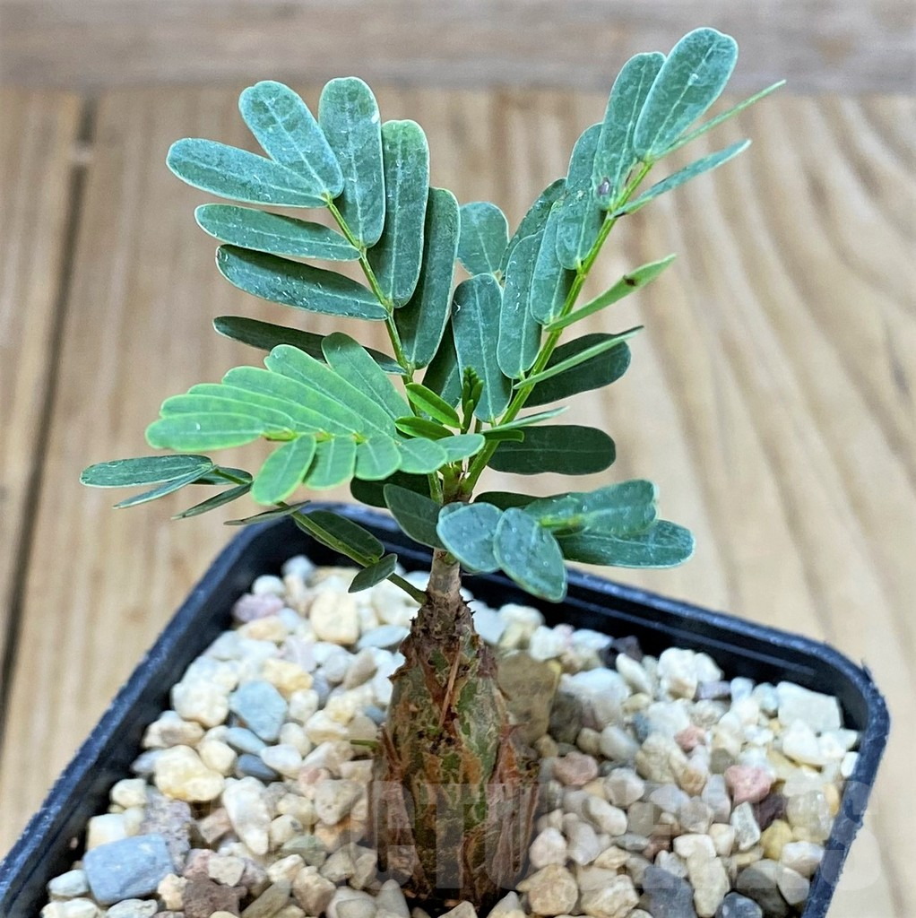 SHPR34138 Senna meridionalis - Image 2