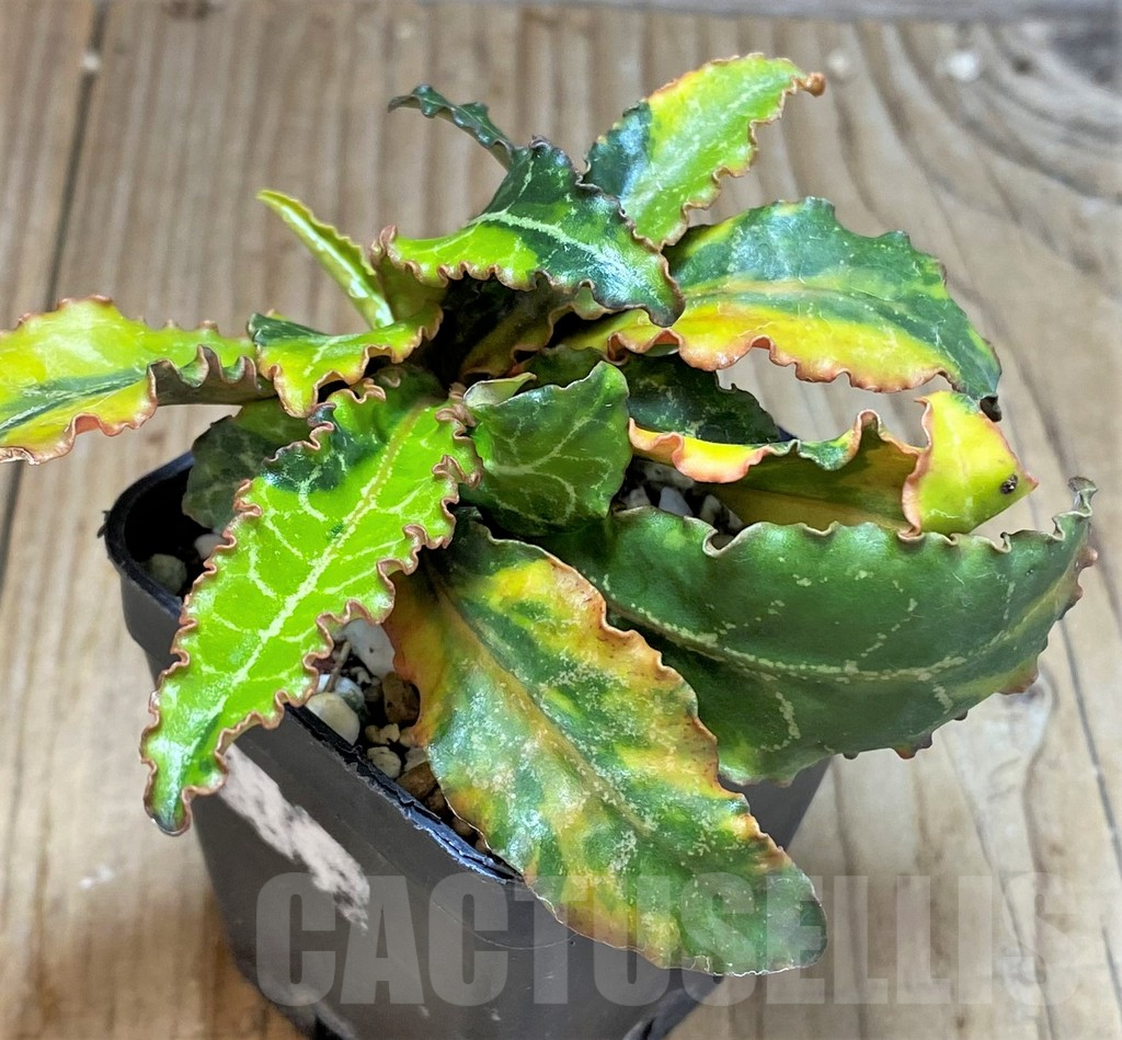 SHPR33614 Euphorbia francoisii hybrid f. variegata - Imagen 2