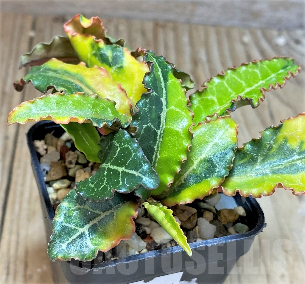 SHPR33614 Euphorbia francoisii hybrid f. variegata