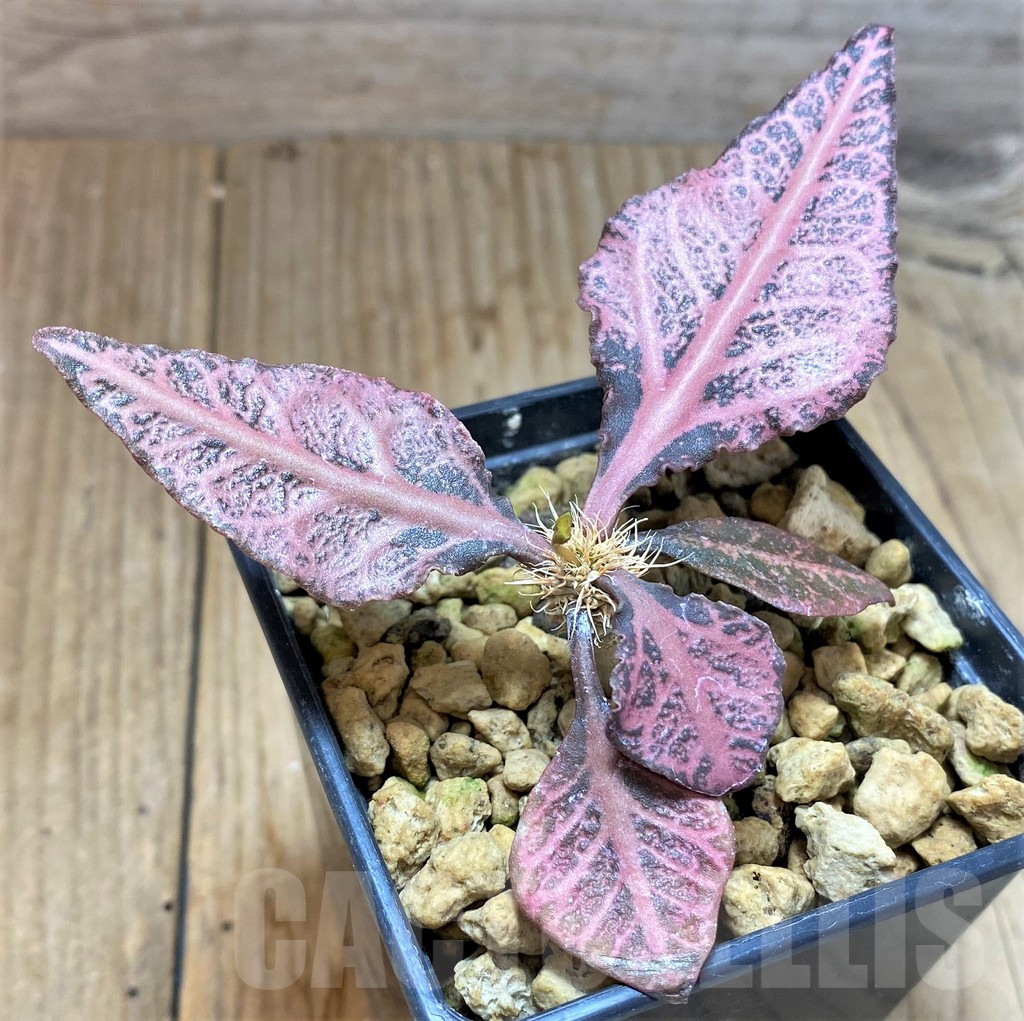 SHPR33882 Euphorbia francoisii hybrid – Bild 2