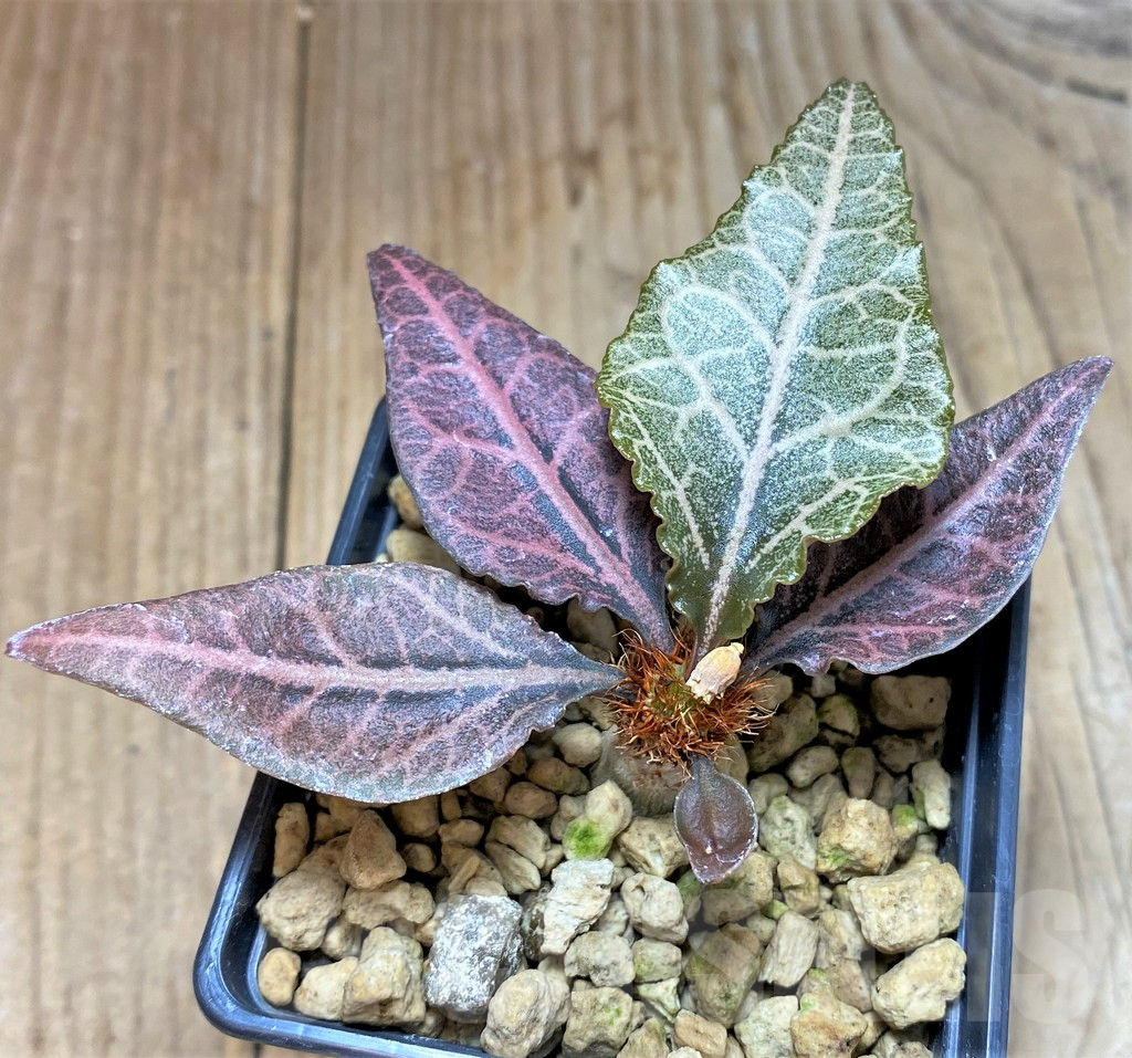 SHPR34115 Euphorbia francoisii hybrid