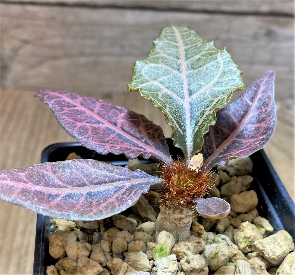 SHPR34115 Euphorbia francoisii hybrid – Bild 2