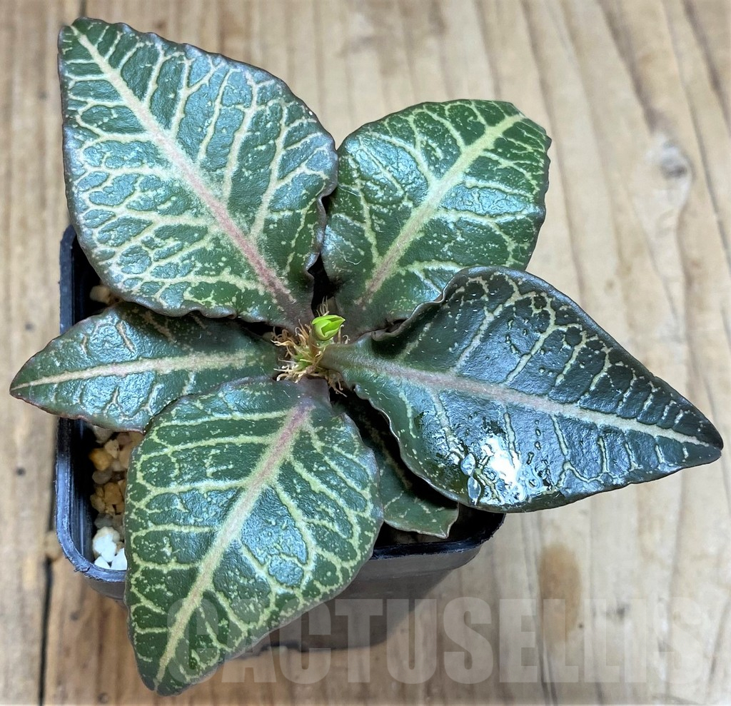 SHPR34129 Euphorbia francoisii hybrid