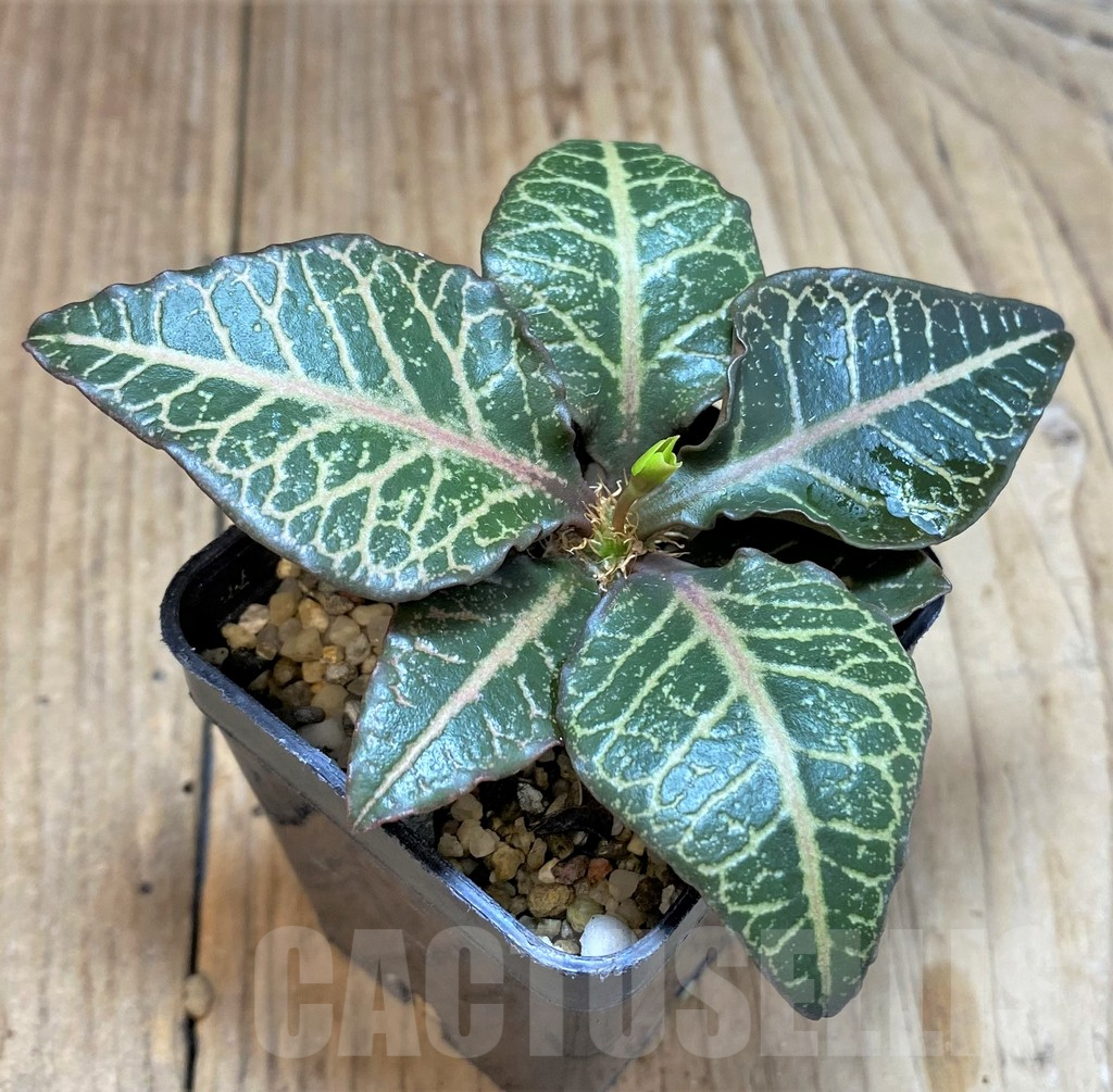 SHPR34129 Euphorbia francoisii hybrid – Bild 2