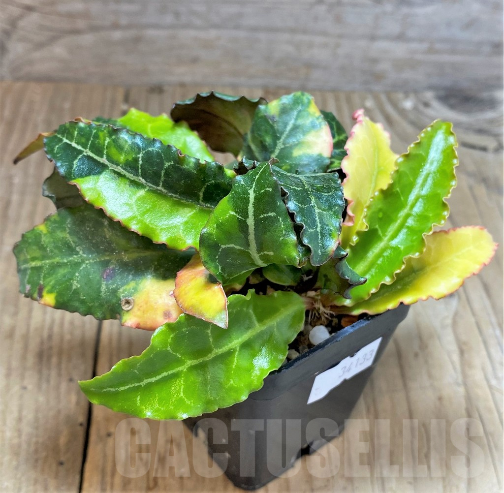 SHPR34133 Euphorbia francoisii f. variagata