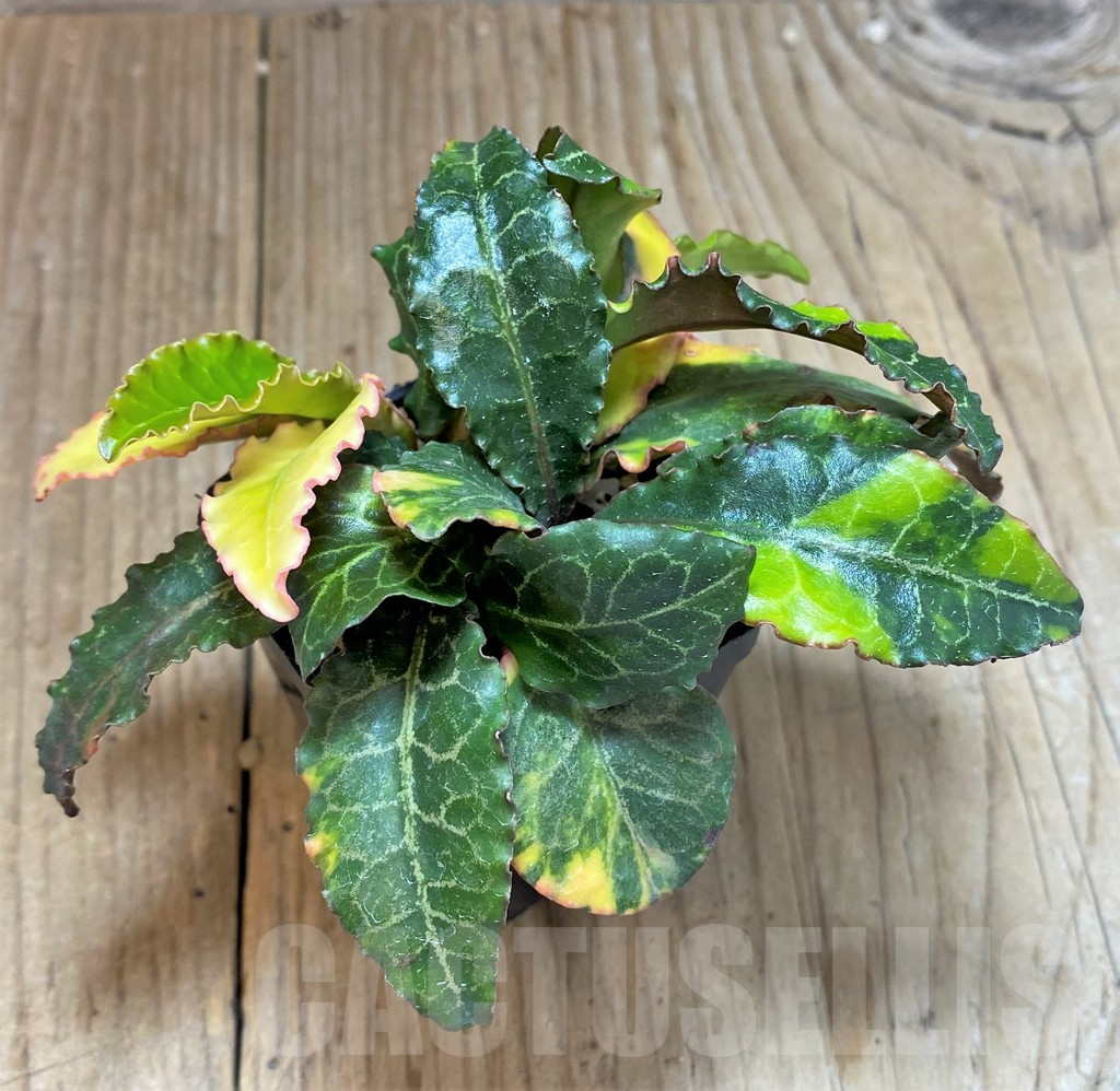 SHPR34133 Euphorbia francoisii f. variagata - Obrázek 2