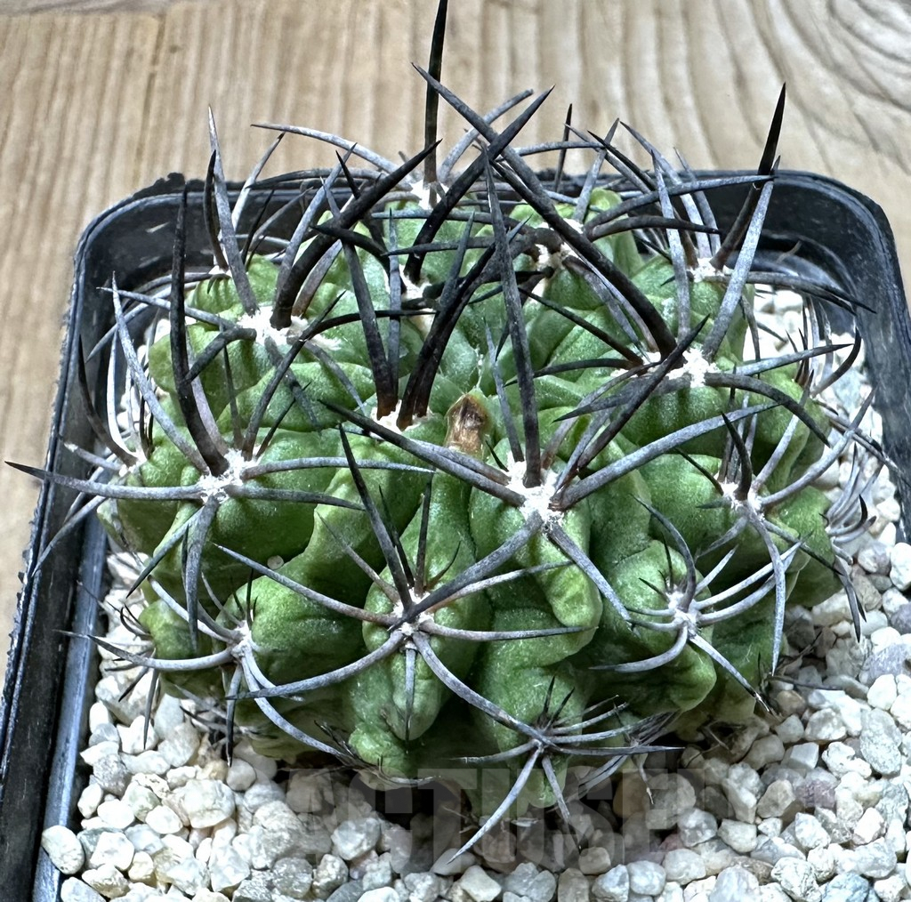 SHPR35092 Pyrrhocactus recondita ssp. iquiquensis
