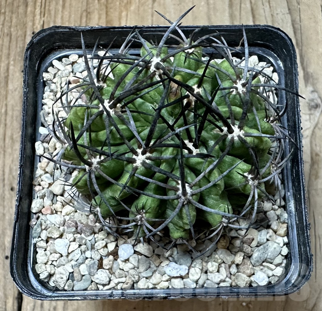 SHPR35092 Pyrrhocactus recondita ssp. iquiquensis - Image 2