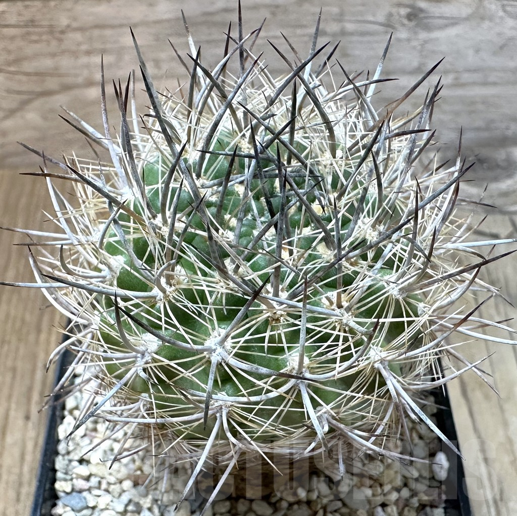 SHPR35103 Neoporteria coimasensis