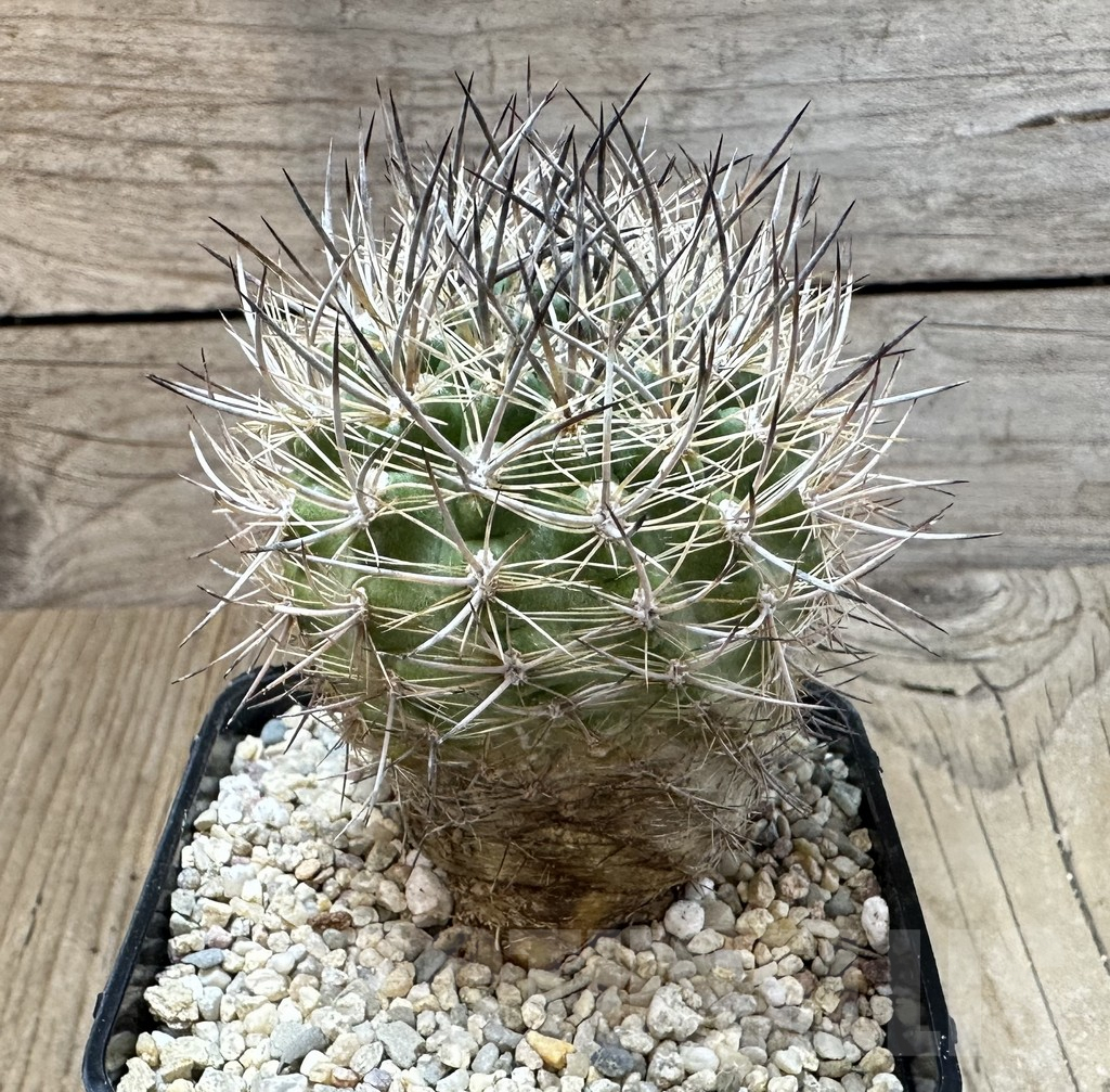 SHPR35103 Neoporteria coimasensis - immagine 2