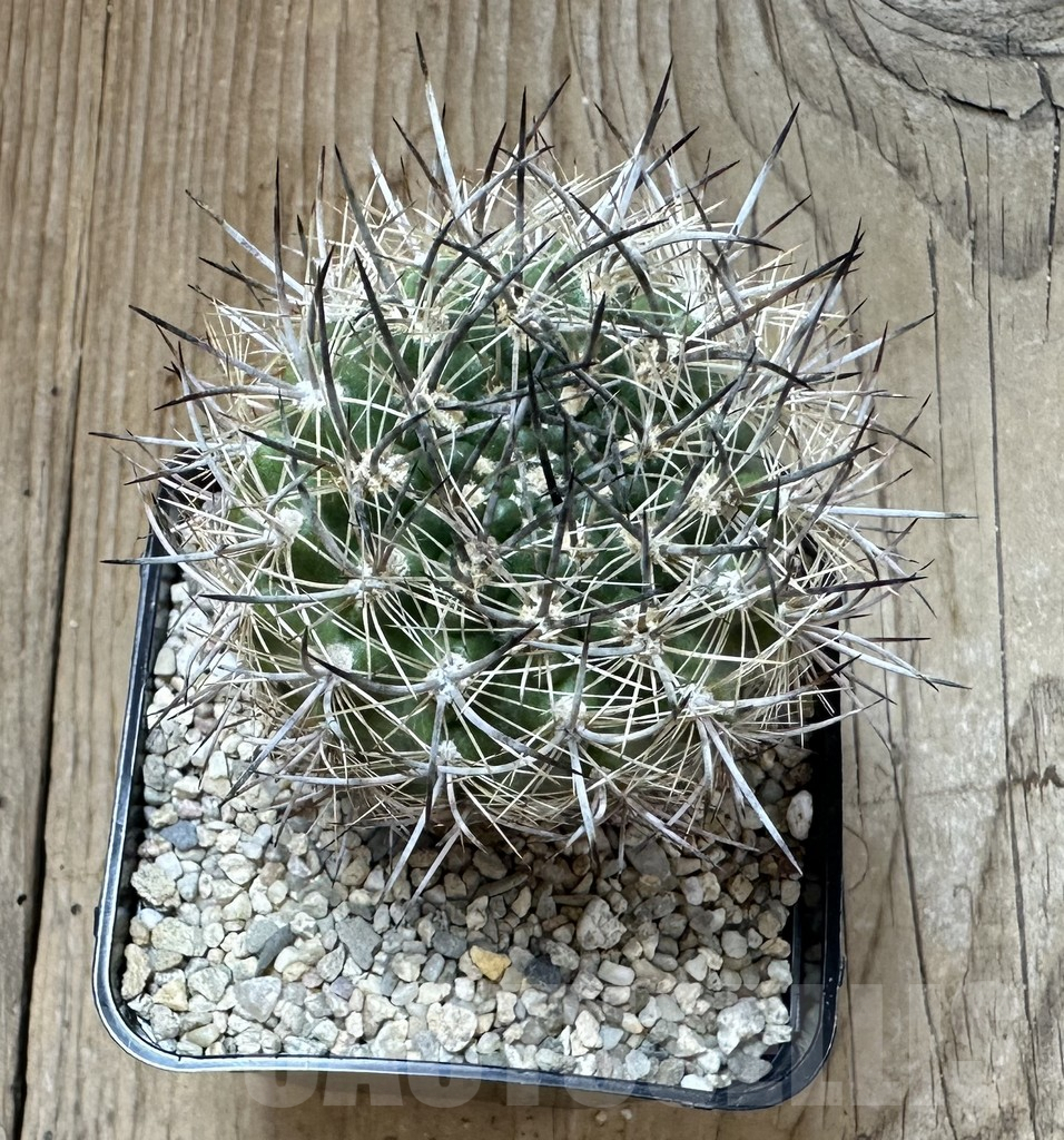 SHPR35103 Neoporteria coimasensis - immagine 3