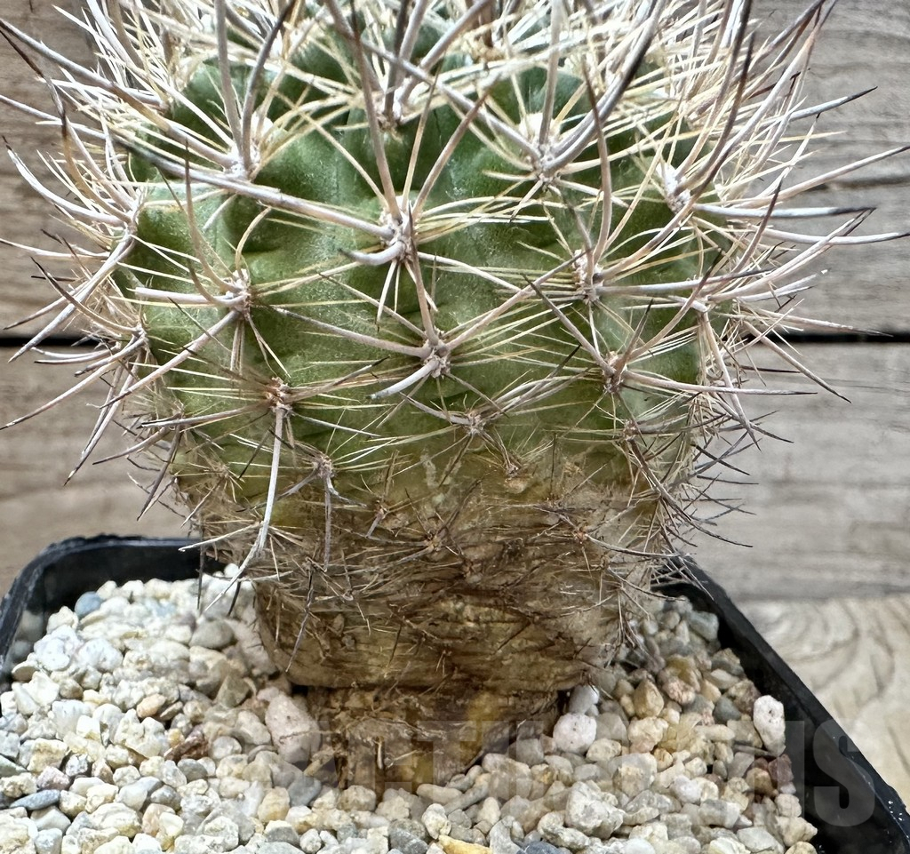 SHPR35103 Neoporteria coimasensis - immagine 4