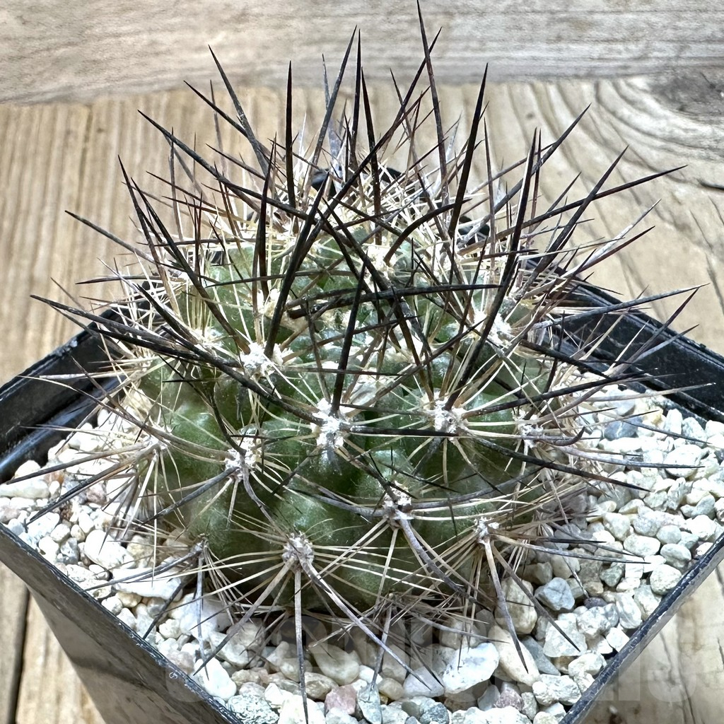 SHPR35104 Neoporteria multicolor