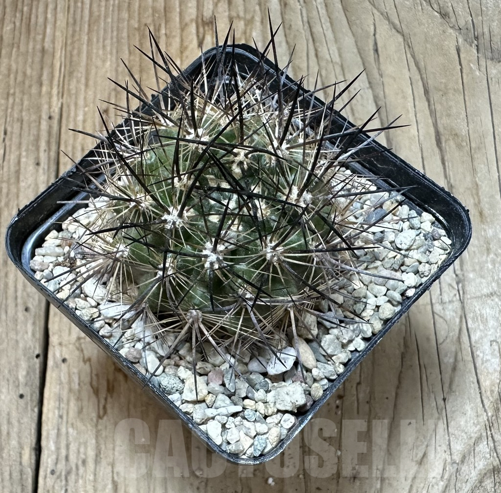 SHPR35104 Neoporteria multicolor - immagine 2