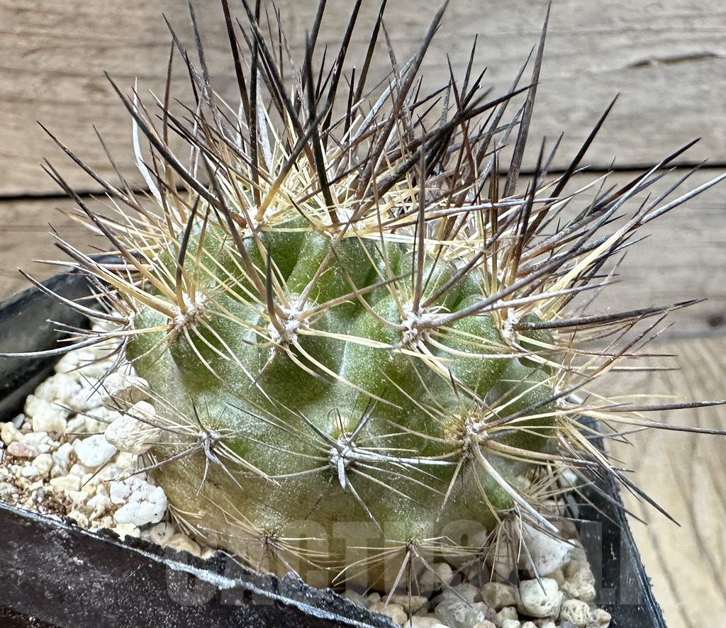 SHPR35104 Neoporteria multicolor - immagine 3