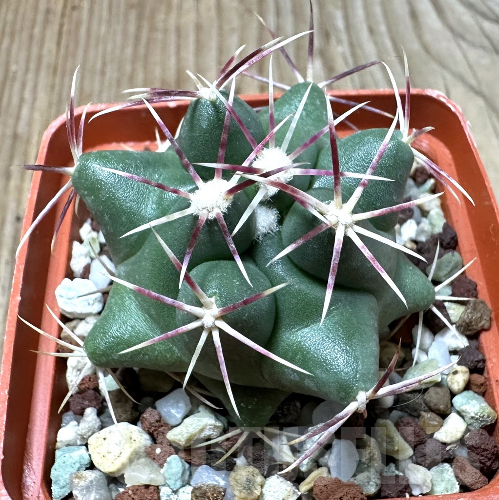 SHPR35106 Thelocactus heterochromus MMR 123 -San Rafael, Durango, Mexicó-