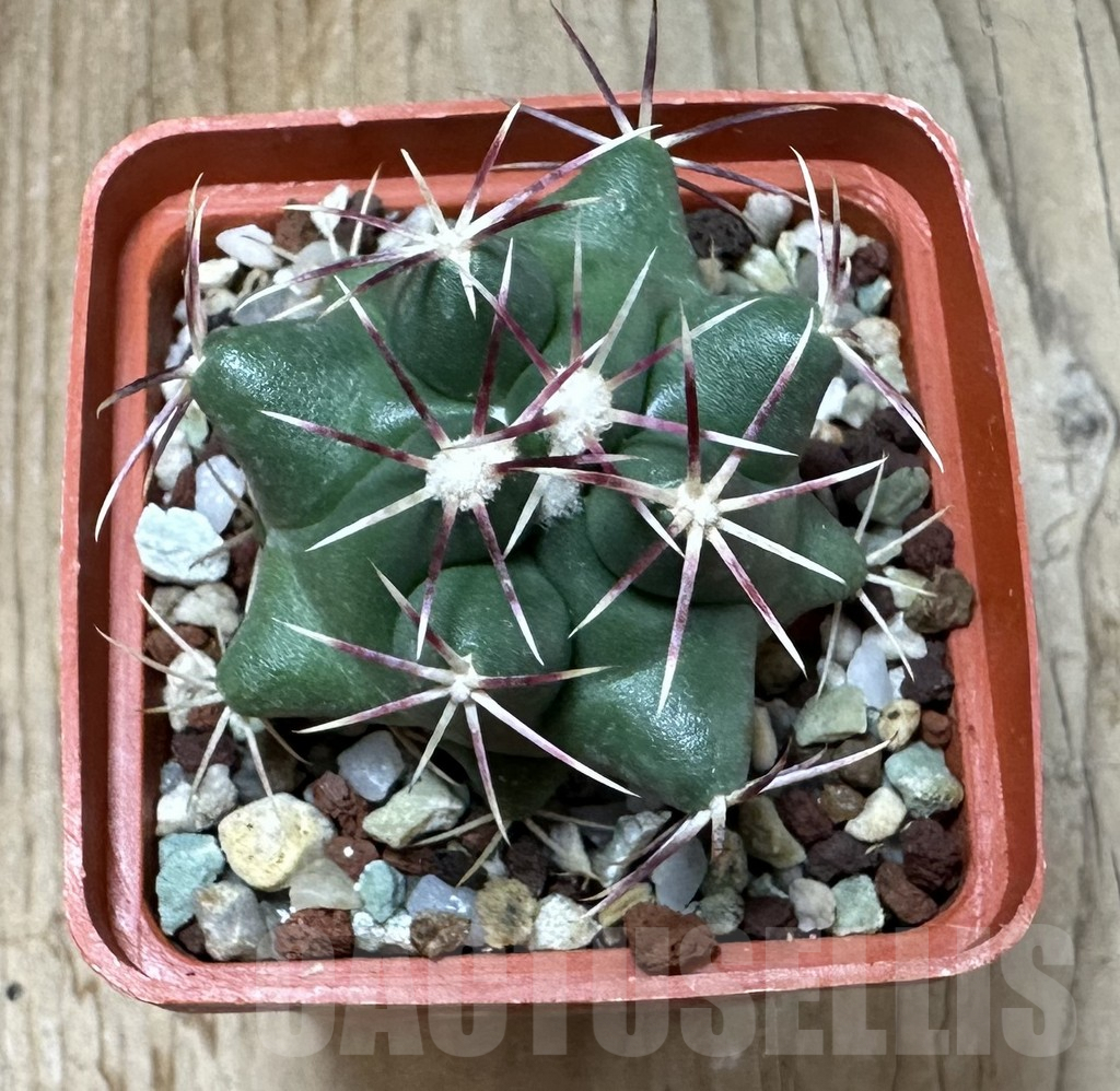 SHPR35106 Thelocactus heterochromus MMR 123 -San Rafael, Durango, Mexicó- - Image 2