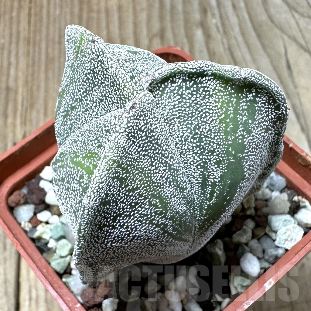 SHPR35107 Astrophytum myriostigma 'Onzuka'