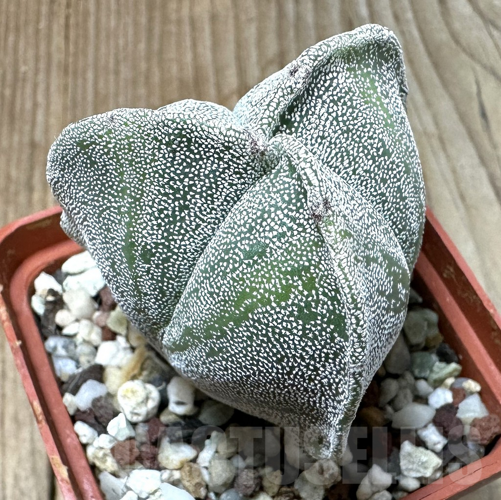 SHPR35107 Astrophytum myriostigma 'Onzuka' - Image 2