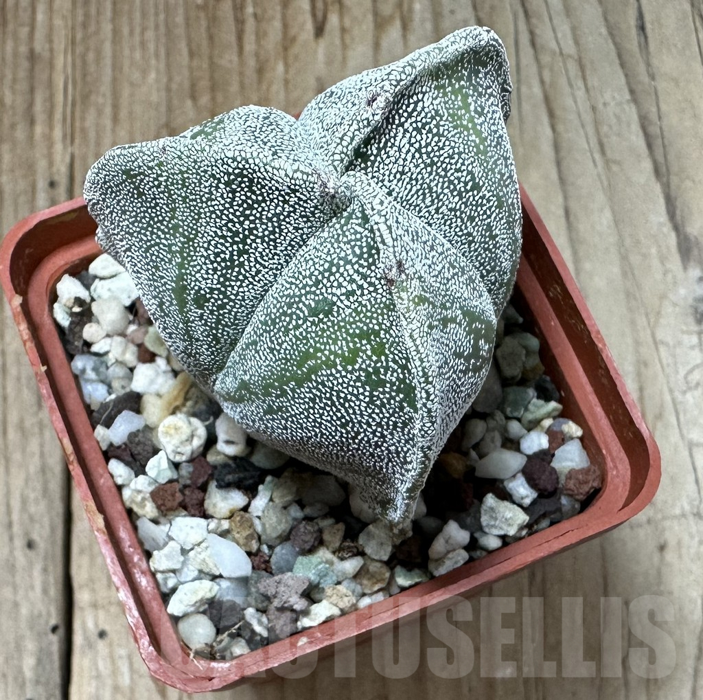 SHPR35107 Astrophytum myriostigma 'Onzuka' - Image 3