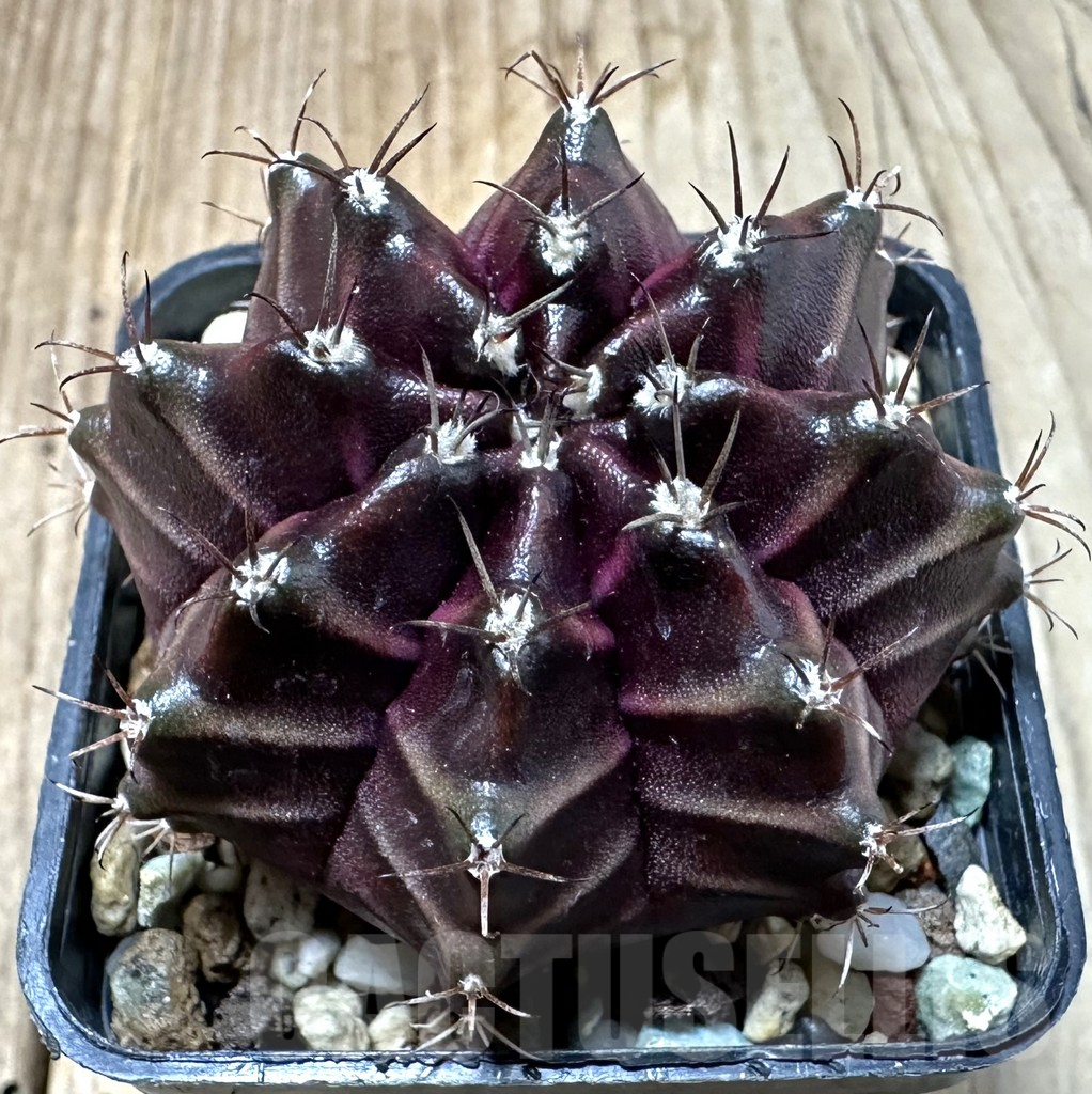 SHPR35108 Gymnocalycium mihanovichii ‘Black Widow’, seedling