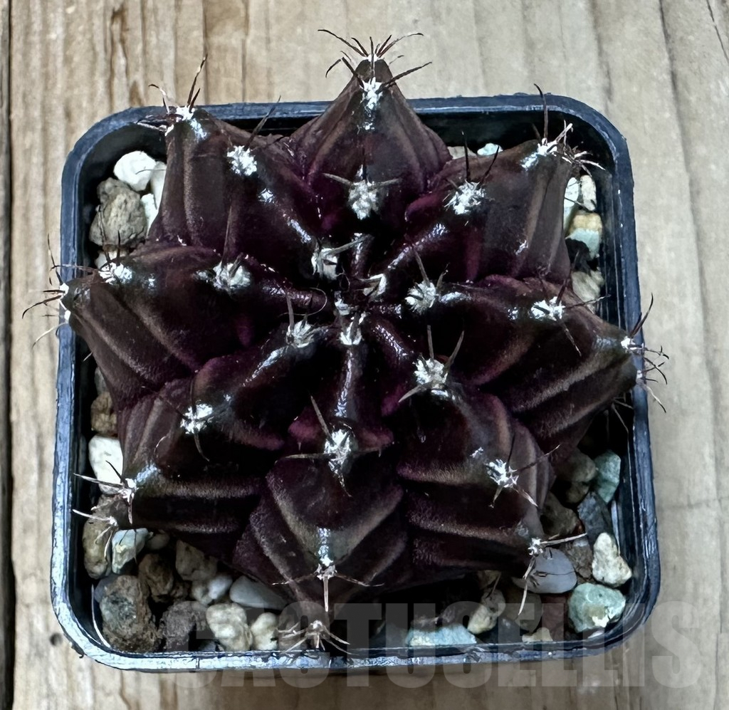 SHPR35108 Gymnocalycium mihanovichii ‘Black Widow’, seedling - Image 2