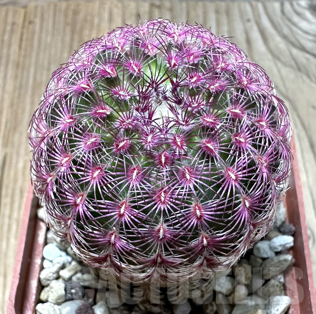 SHPR35110 Echinocereus rigidissimus v. rubispinus