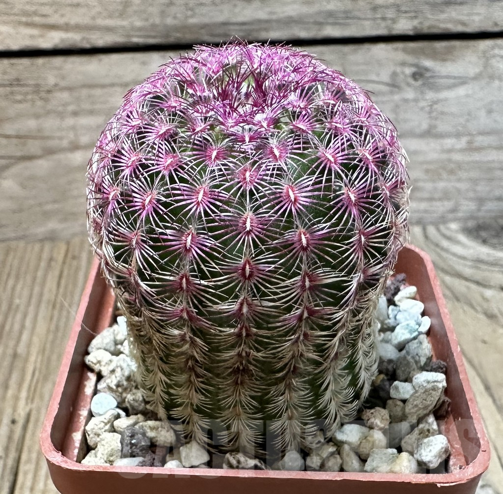 SHPR35110 Echinocereus rigidissimus v. rubispinus - Image 2