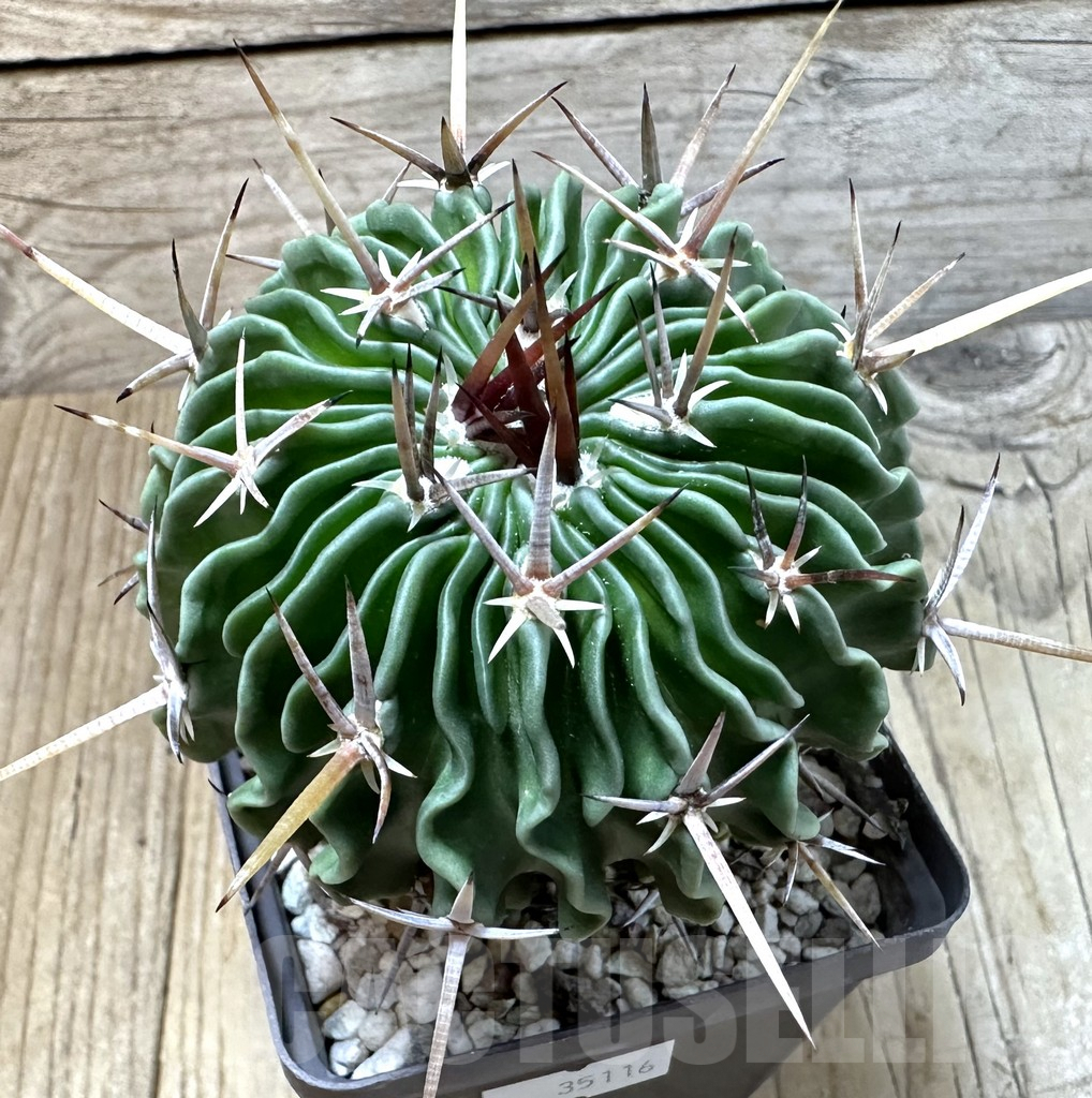 SHPR35116 Echinofossulocactus erectocentrus