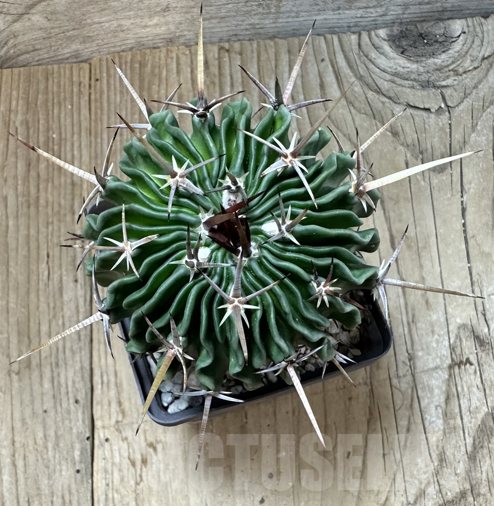 SHPR35116 Echinofossulocactus erectocentrus - Image 2