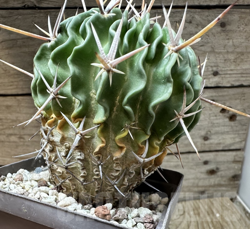 SHPR35116 Echinofossulocactus erectocentrus - Image 3