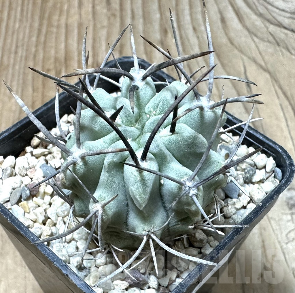 SHPR35083 Pyrrhocactus paucicostatus FR 521