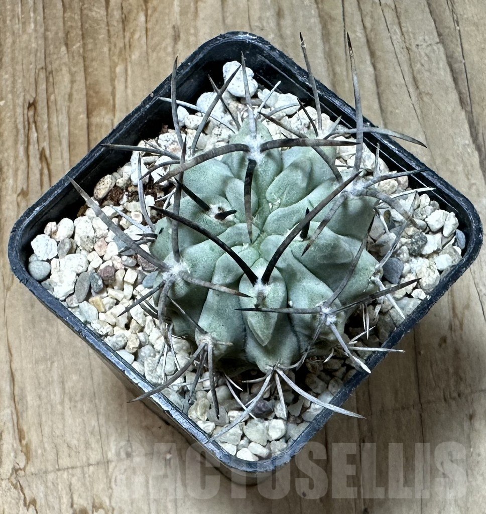 SHPR35083 Pyrrhocactus paucicostatus FR 521 - Image 2