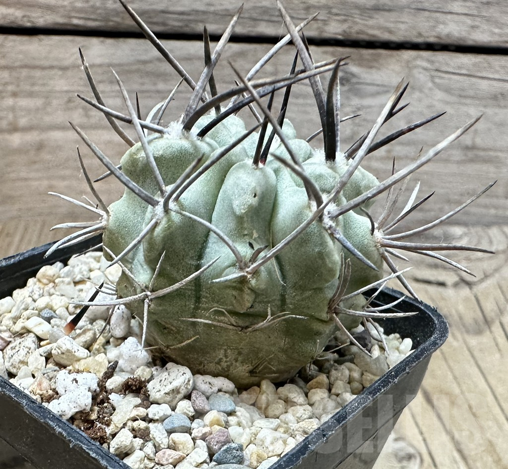 SHPR35083 Pyrrhocactus paucicostatus FR 521 - Image 3