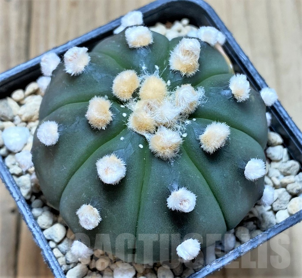 SHPR34418 Astrophytum asterias ‘Ooibo’ f. variegata - Image 3