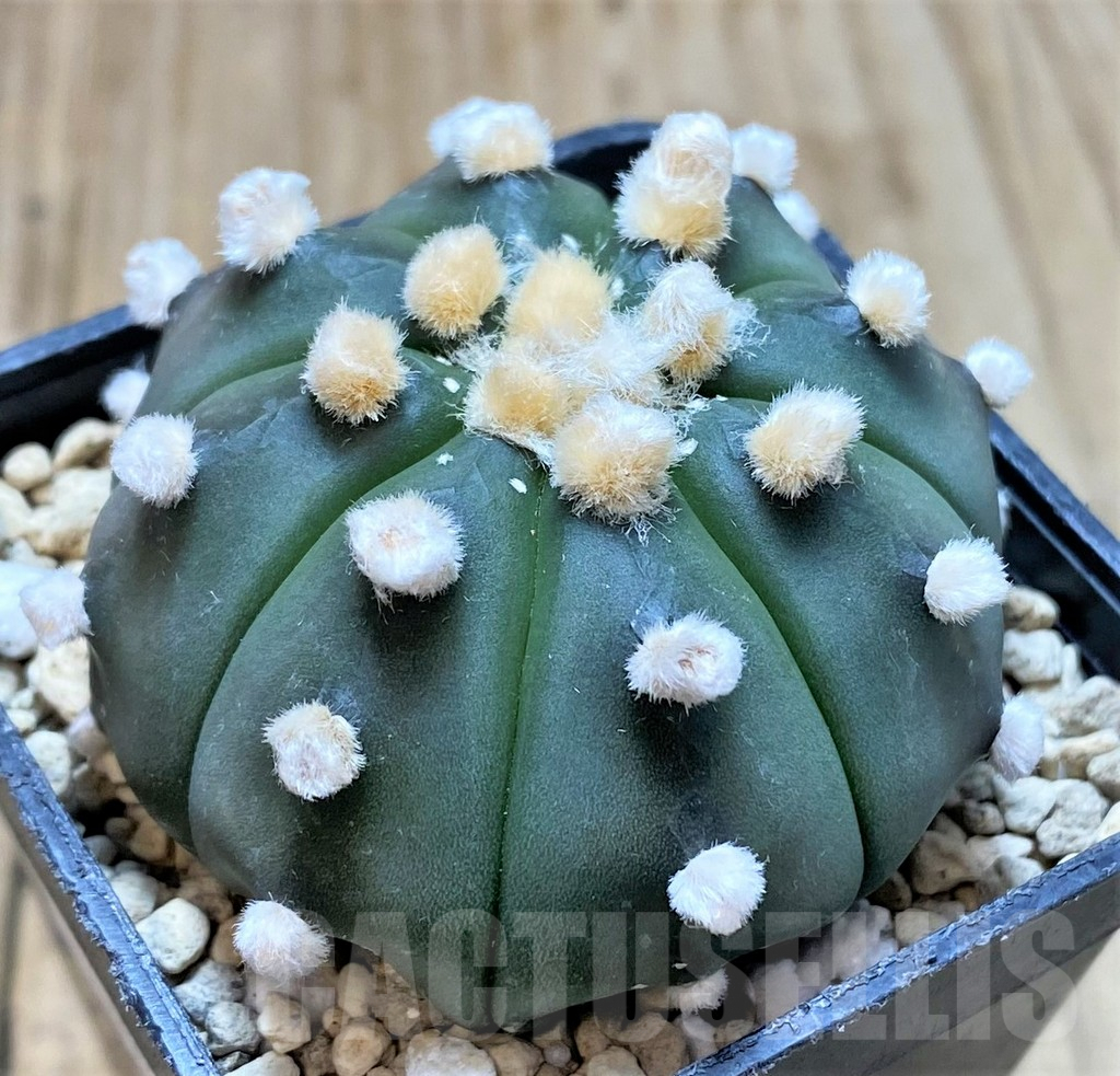 SHPR34418 Astrophytum asterias ‘Ooibo’ f. variegata - Image 2