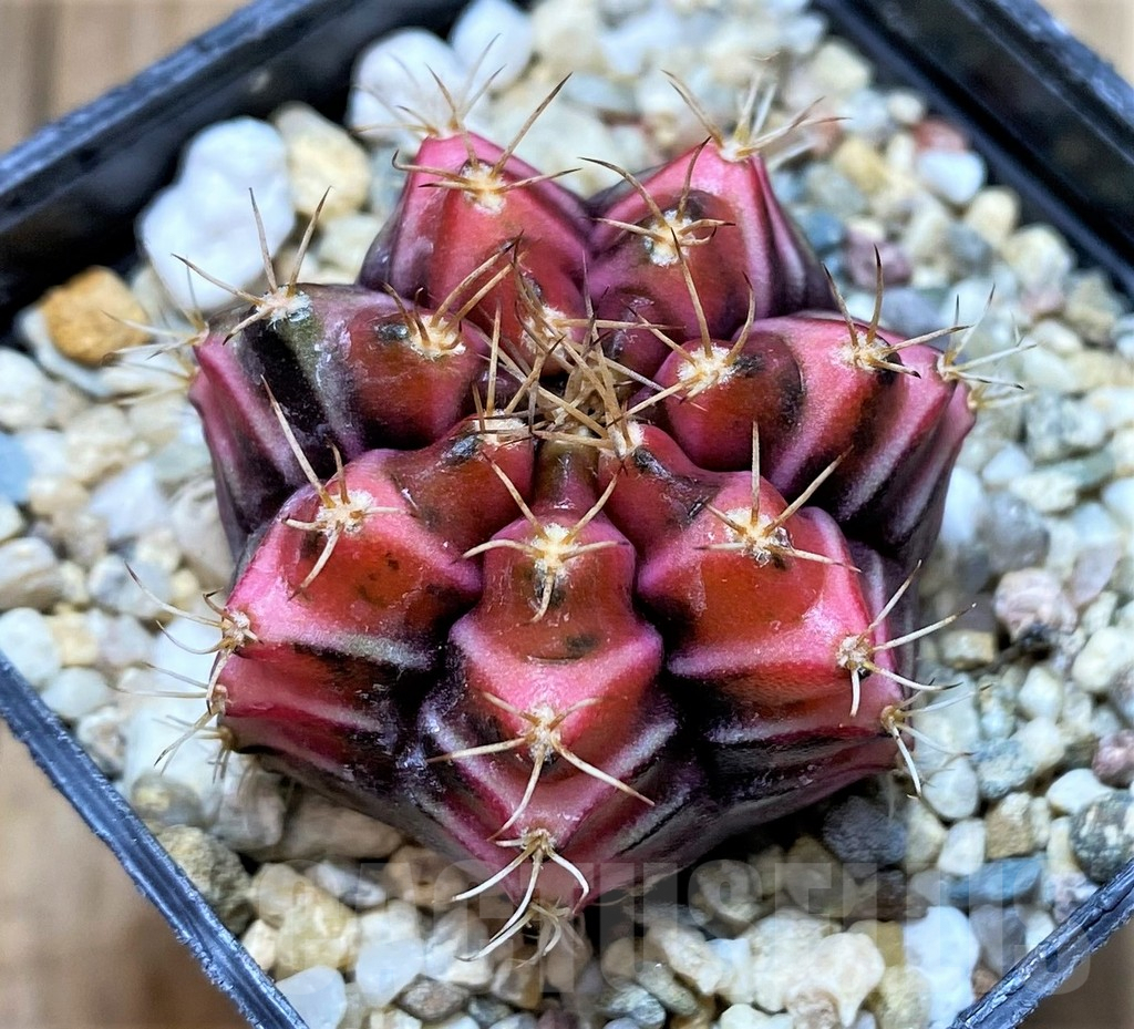 SHPR33760 Gymnocalycium mihanovichii f. variegata, seedling