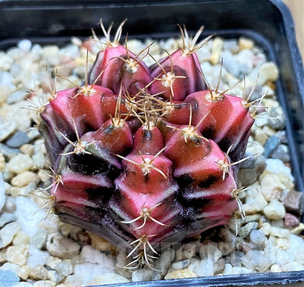 SHPR33760 Gymnocalycium mihanovichii f. variegata, seedling – Bild 2