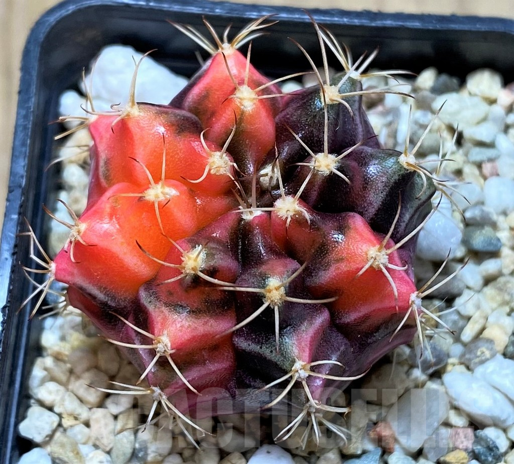 SHPR33759 Gymnocalycium mihanovichii f. variegata, seedling