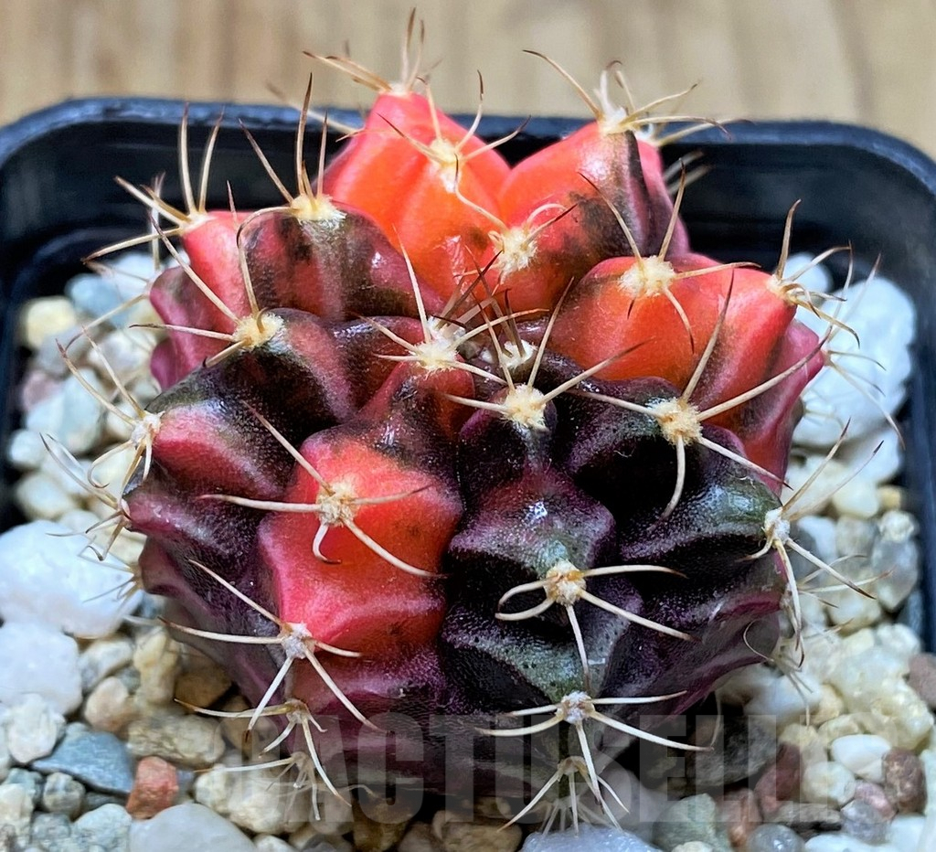 SHPR33759 Gymnocalycium mihanovichii f. variegata, seedling - Зображення 2