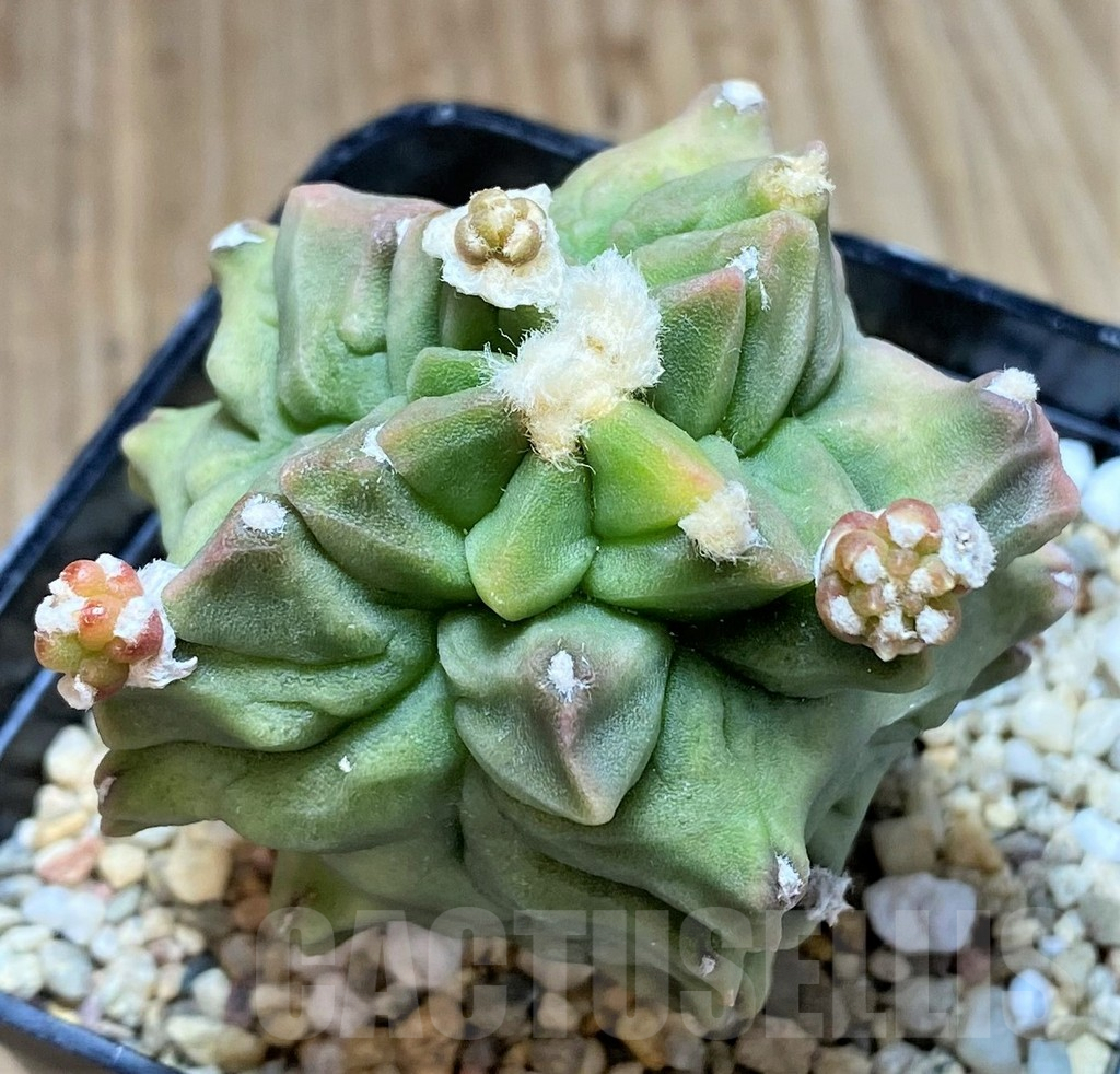 SHPR35537 Gymnocalycium mihanovichii ‘Transformer’ - immagine 2