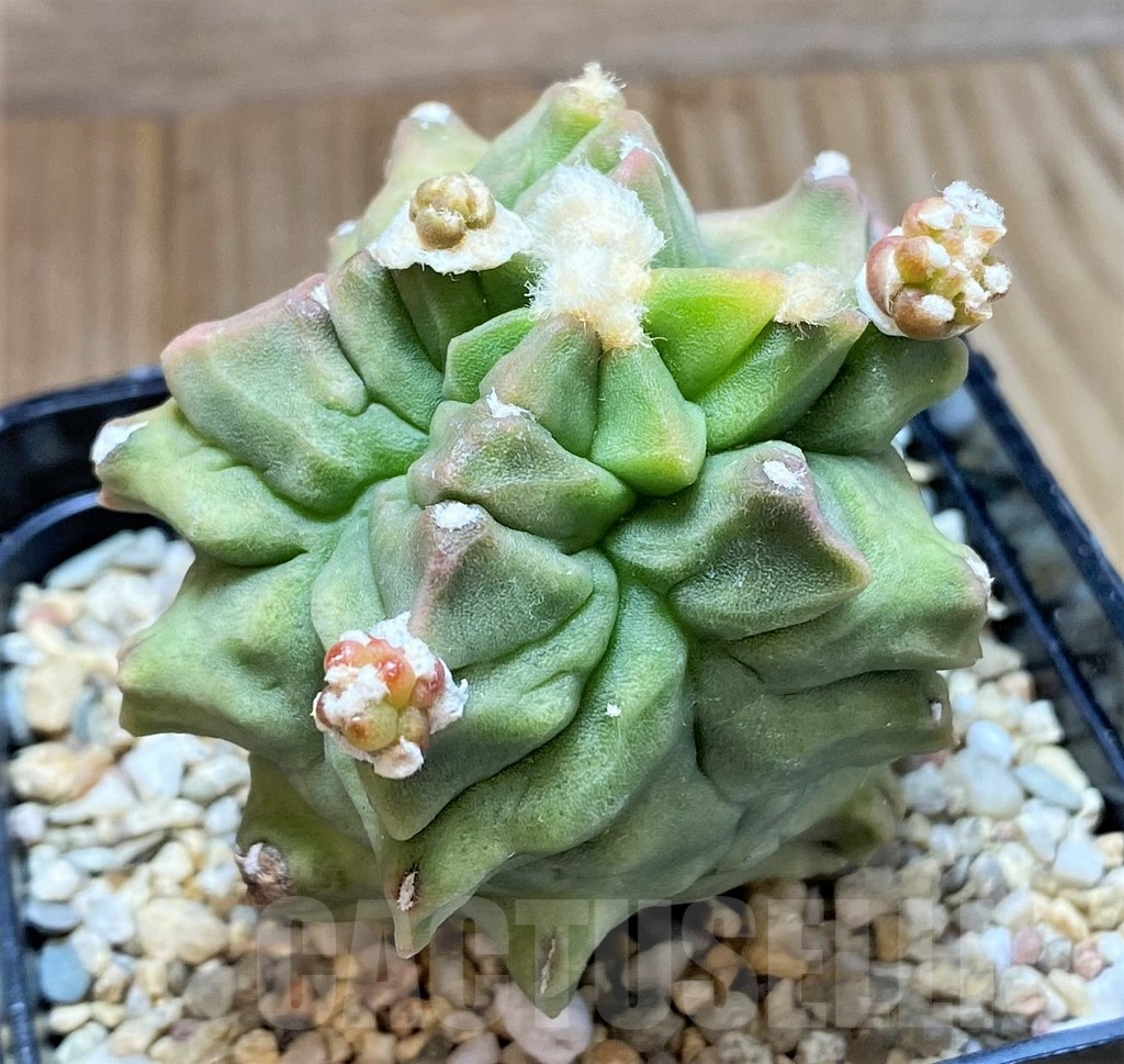 SHPR35537 Gymnocalycium mihanovichii ‘Transformer’