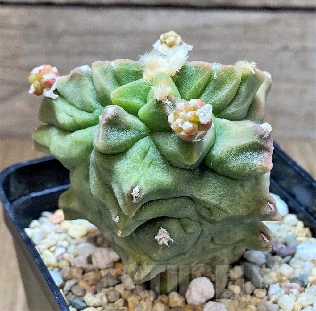 SHPR35537 Gymnocalycium mihanovichii ‘Transformer’ - immagine 3