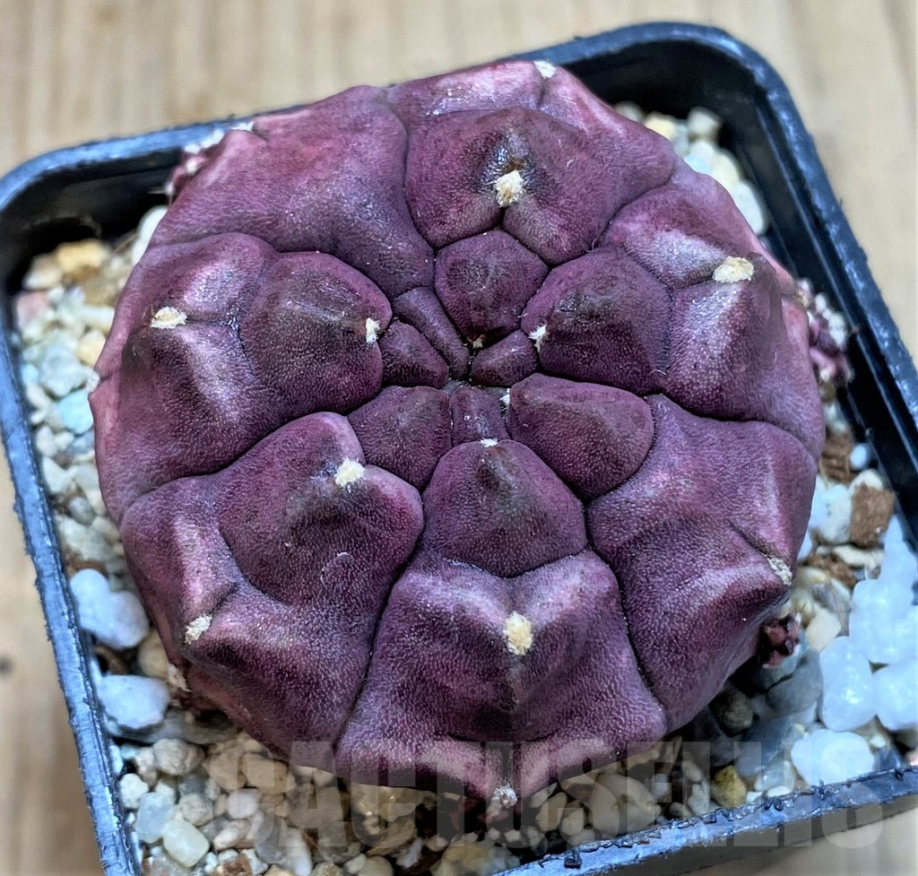 SHPR35355 Gymnocalycium mihanovichii ‘Day Dream’